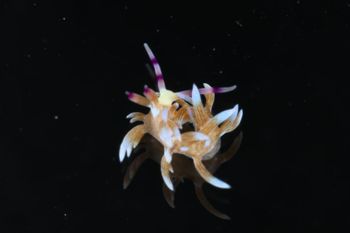 Media type: image;   Malacology 393738 Description: live specimen;